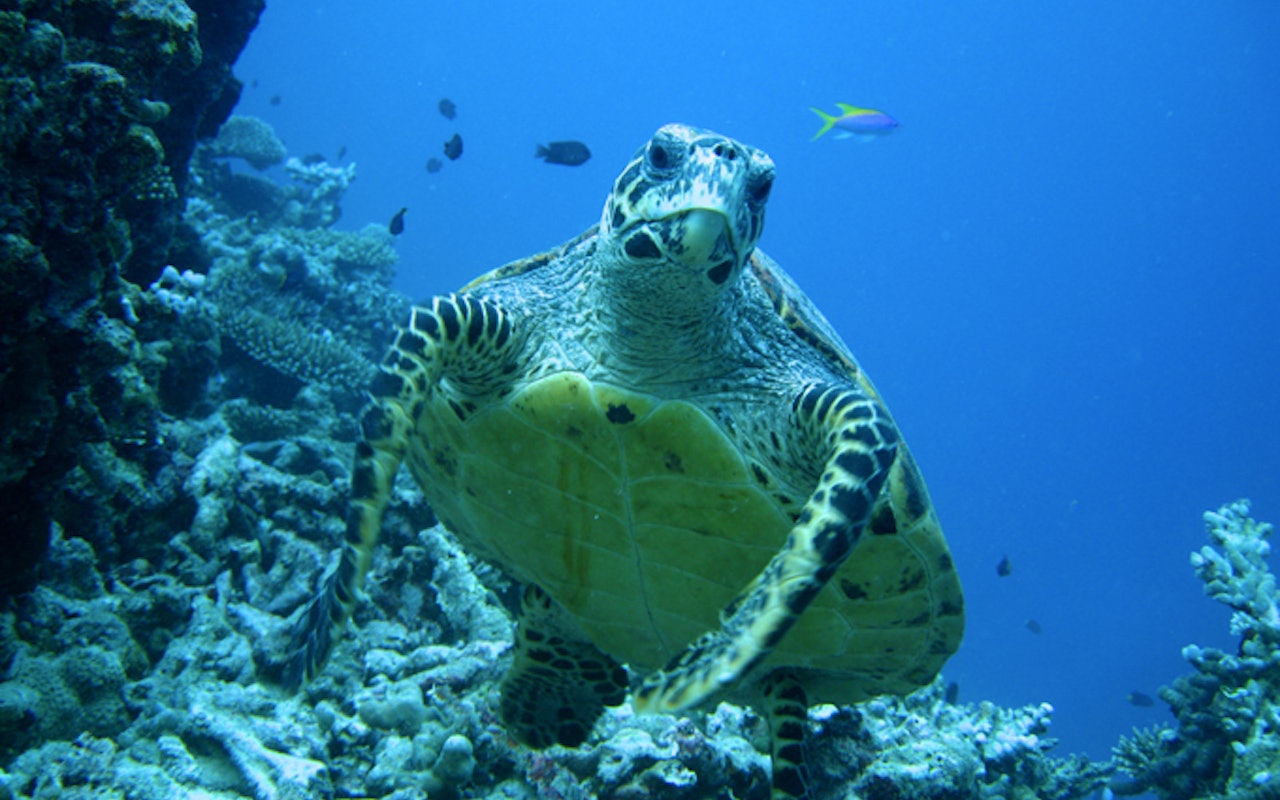 Schildkröte auf den Malediven