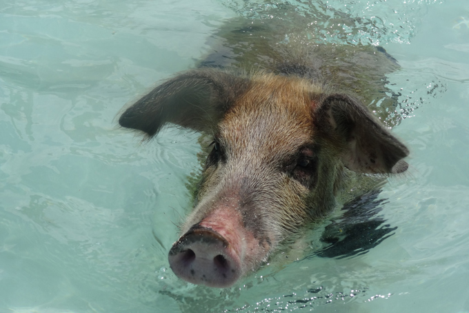BahamasExuma swimming pig
