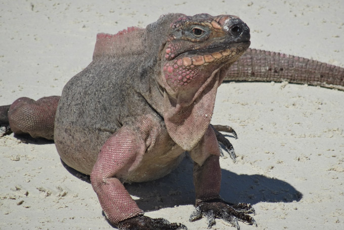 BahamasExuma Inguana