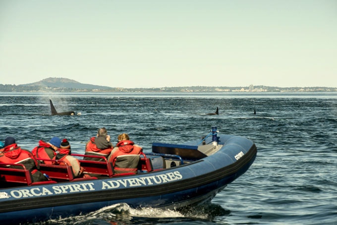 AusflugBritish ColumbiaVictoria OrcaSpirit