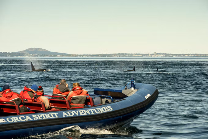 AusflugBritish ColumbiaVictoria OrcaSpirit