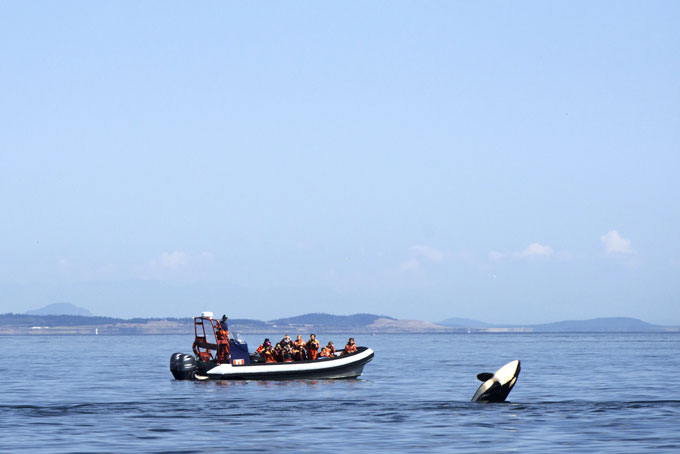 AusflugBritish ColumbiaVictoria OrcaSpirit4