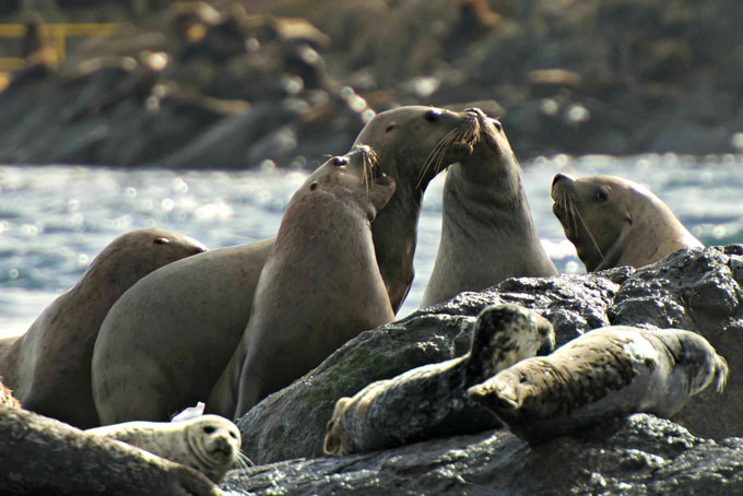 AusflugBritish ColumbiaVictoria OrcaSpirit5