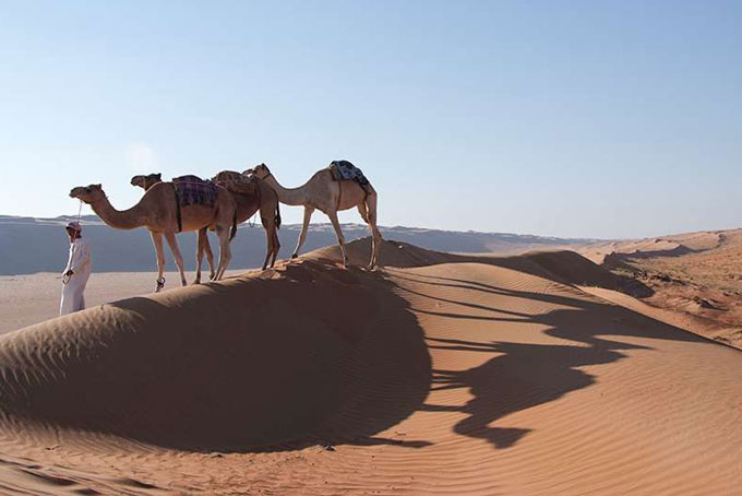 Oman Camel Safari 1