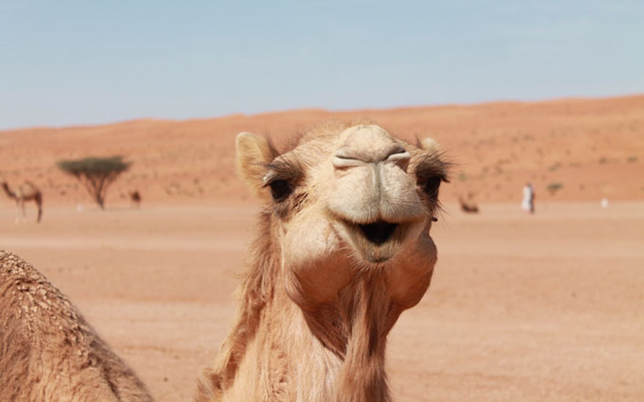 Oman Wildlife Animals Camel