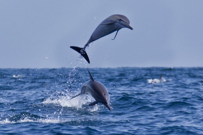 Oman Wildlife Animals Dolph