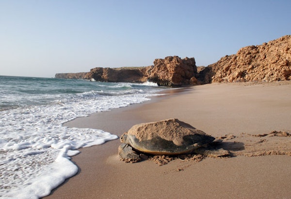 Oman Wildlife Animals Turtl