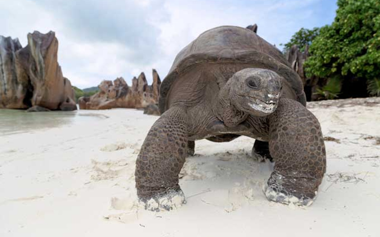 Seychellen Rienschildkröte
