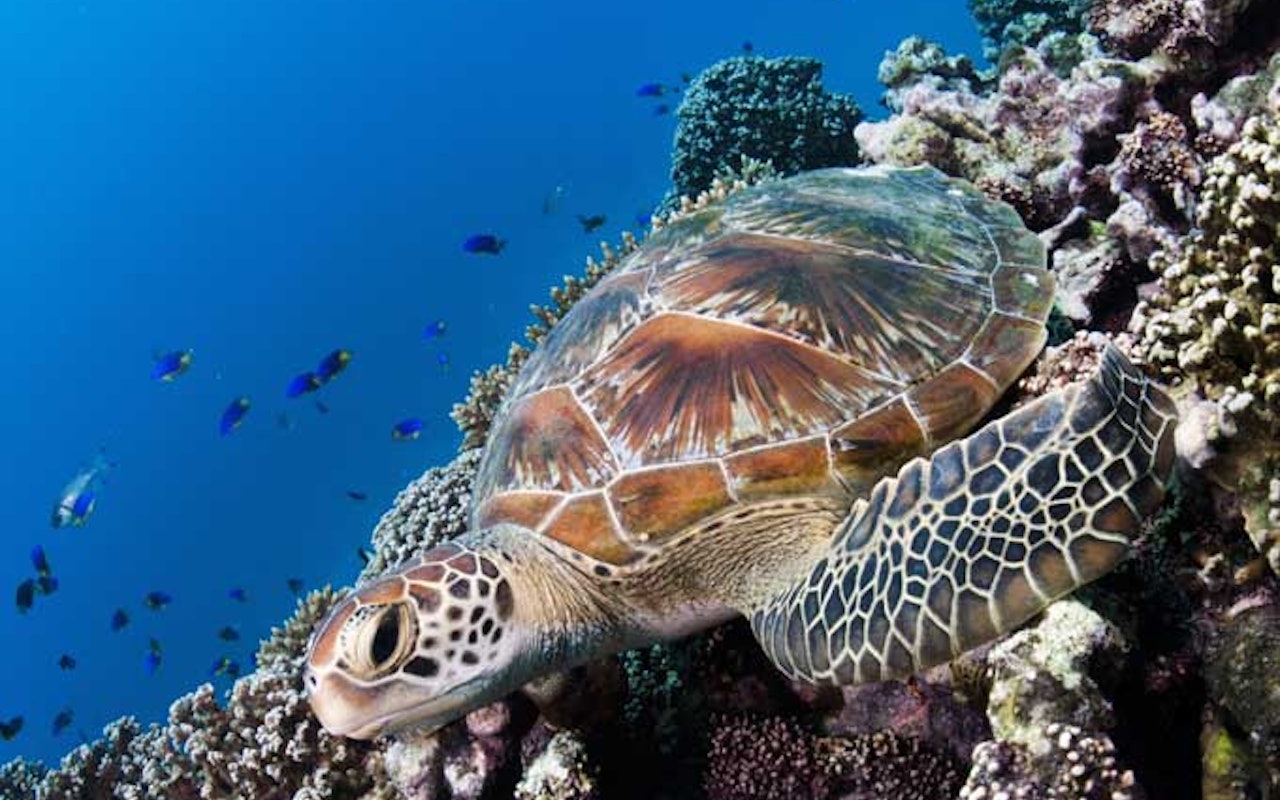 SeychellenSeychellen Turtle