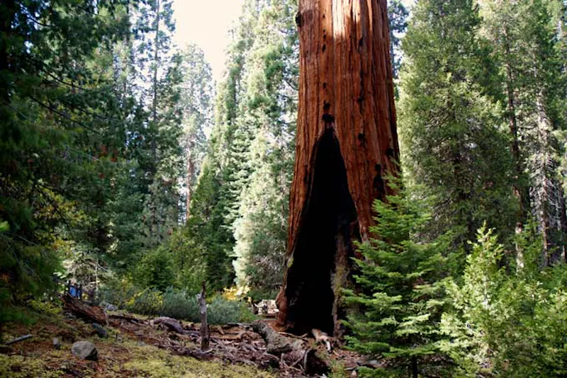 CaliforniaSequoiaNP4
