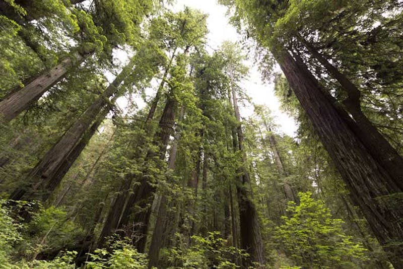 CaliforniaSequoiaNP8