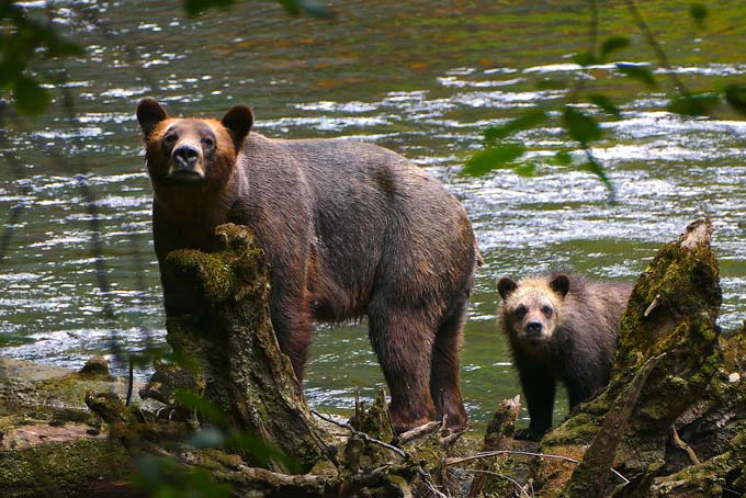 AusfluegeBritish ColumbiaGrizzlyBearsoftheWild1