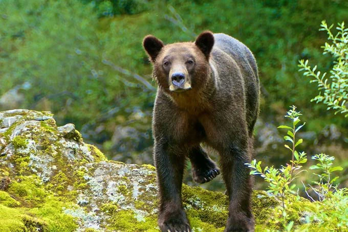 AusfluegeBritish ColumbiaGrizzlyBearsoftheWild4