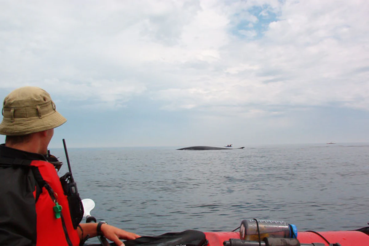 AusfluegeQuebecTadoussacWhaleWatching1