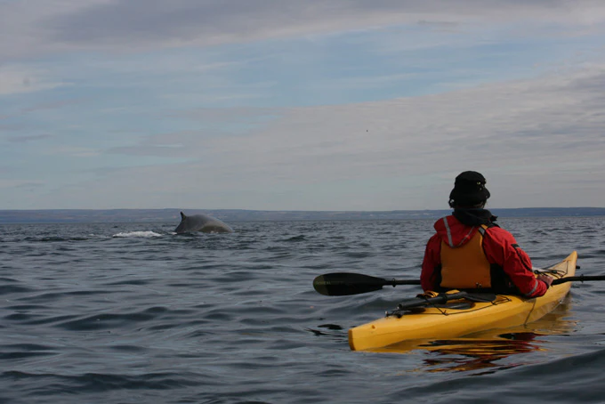 AusfluegeQuebecTadoussacWhaleWatching3