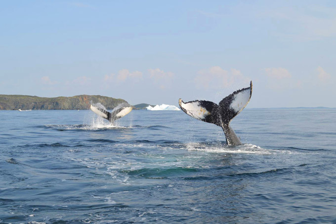AusfluegeNeufundlandIcebergQuestBoatTour1