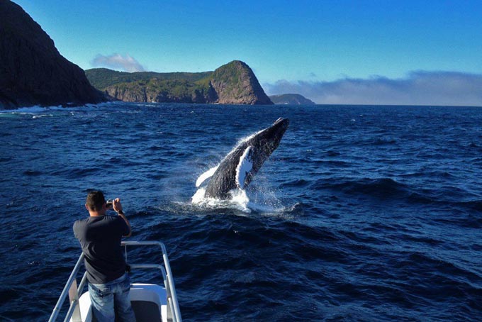 AusfluegeNeufundlandIcebergQuestBoatTour2
