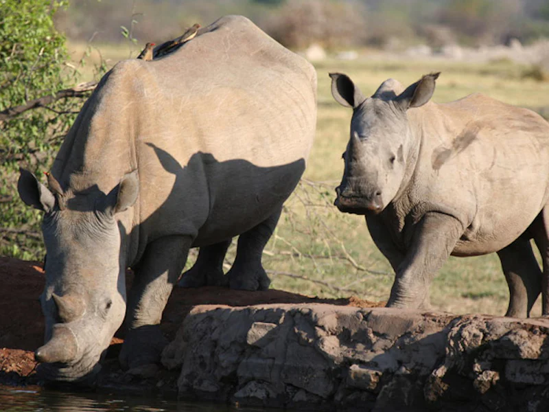 HotelSuedafrikaMadikweJamala Royal MadikweRhinos