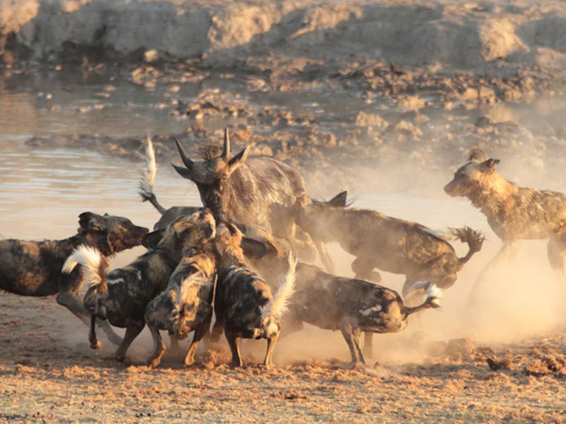 HotelSuedafrikaMadikweJamala Royal Madikwewild dogs