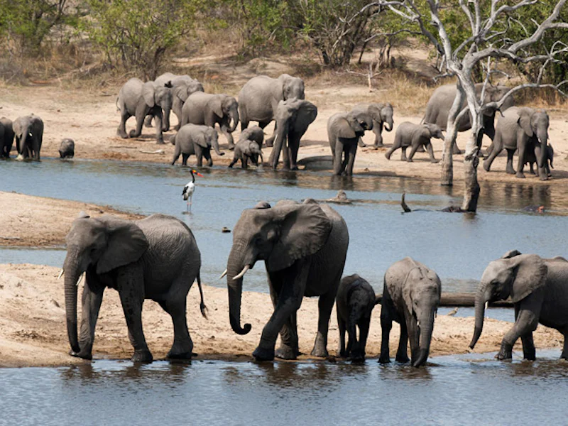 HotelSuedafrikaUlusabaelephants watering hole