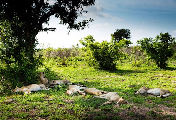 HotelSuedafrikaUlusabalazy lions