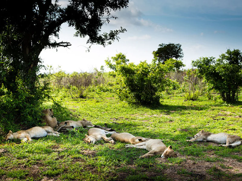 HotelSuedafrikaUlusabalazy lions