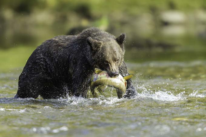 HotelBritish ColumbiaGreatBearLodge2