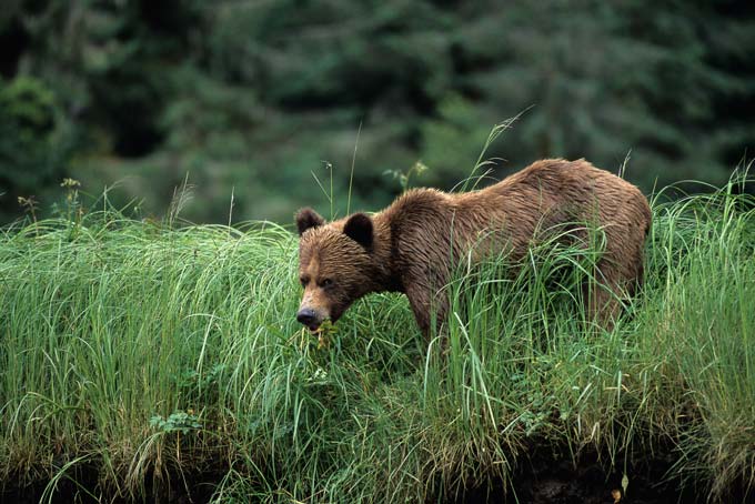 HotelBritish ColumbiaGreatBearLodge5