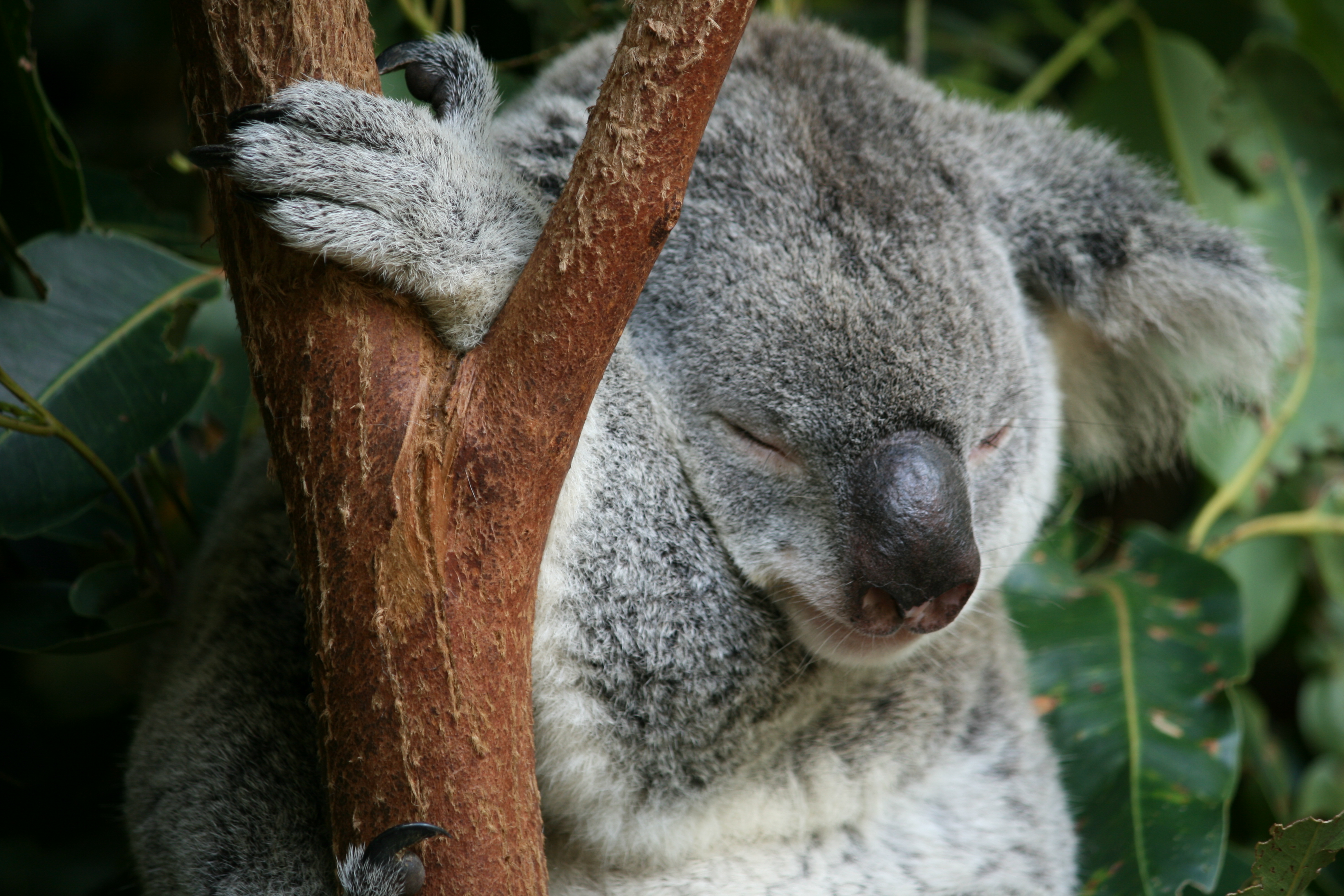 Koala 2