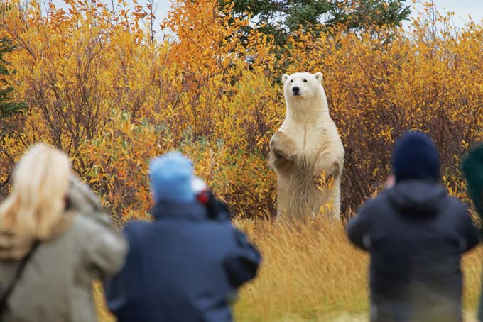 ManitobaChurchillWildNanukLodge10