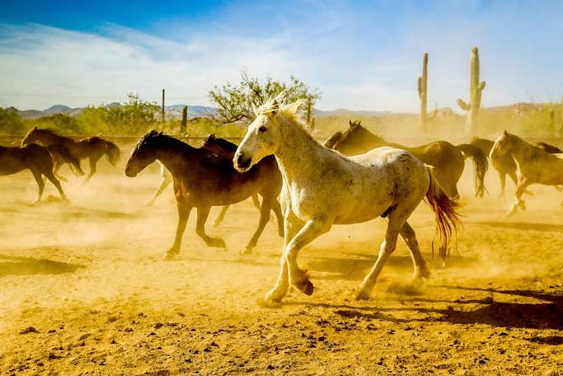 HotelArizonaTanque Verde Ranch Horses