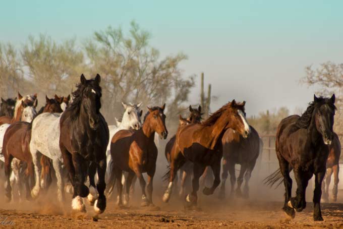 HotelArizonaWhiteStallion Horse