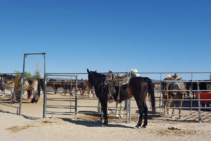 HotelArizonaStagecoachAussen Horses
