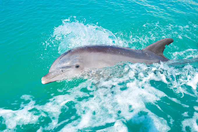 BahamasFreeport Dolphin