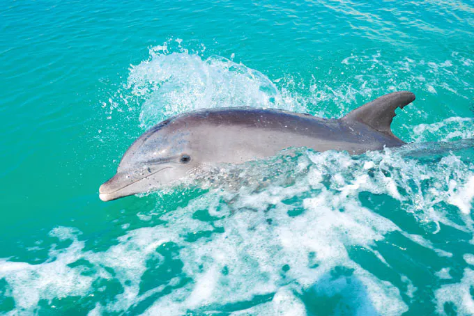 BahamasFreeport Dolphin