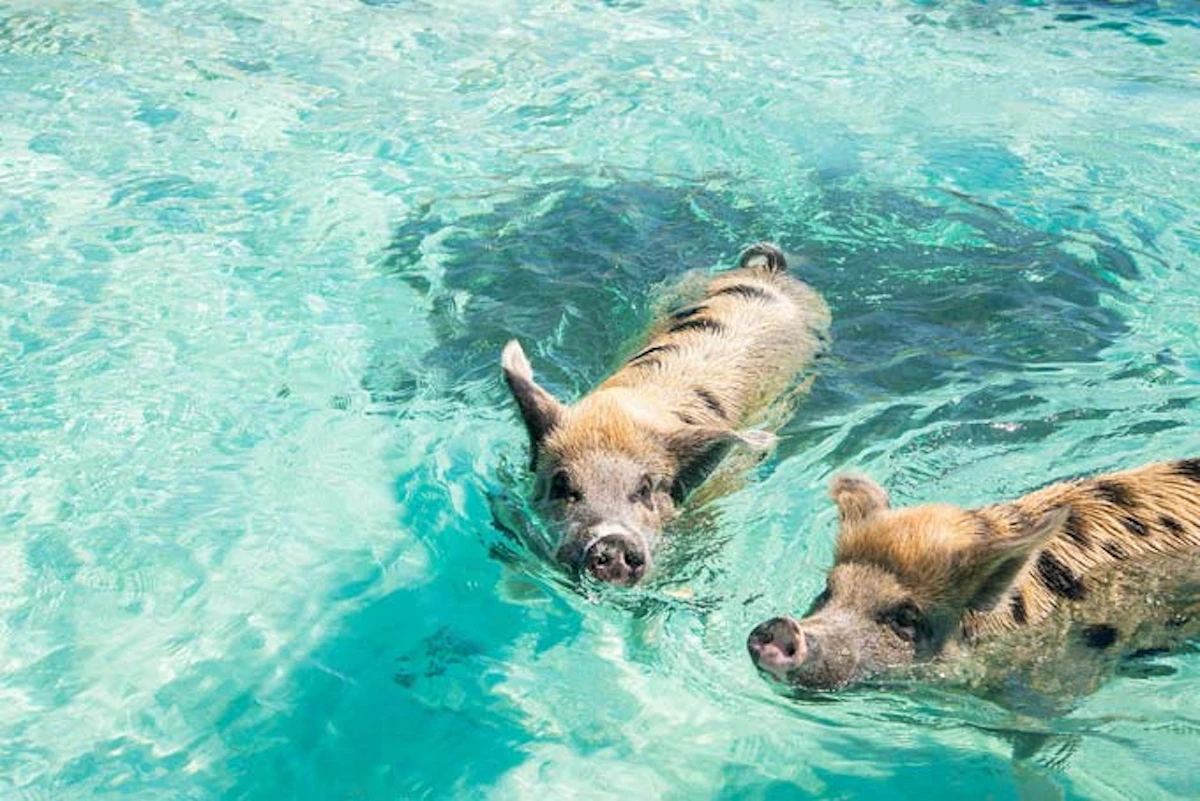 BahamasExuma schwimmende Schweine 