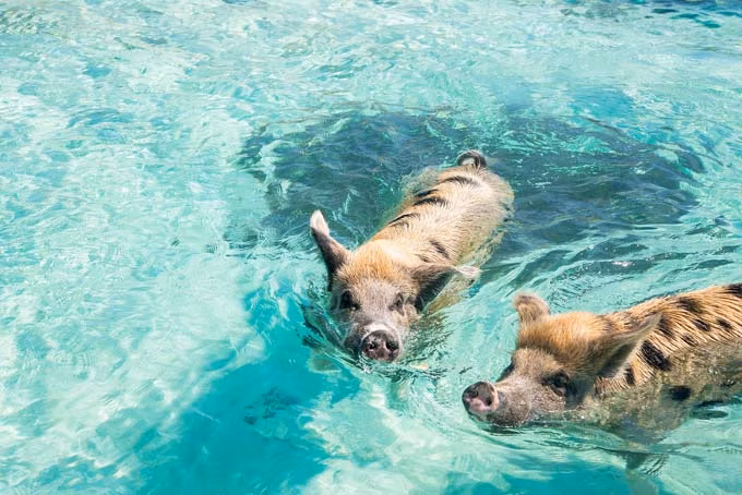 BahamasExuma schwimmende Schweine 