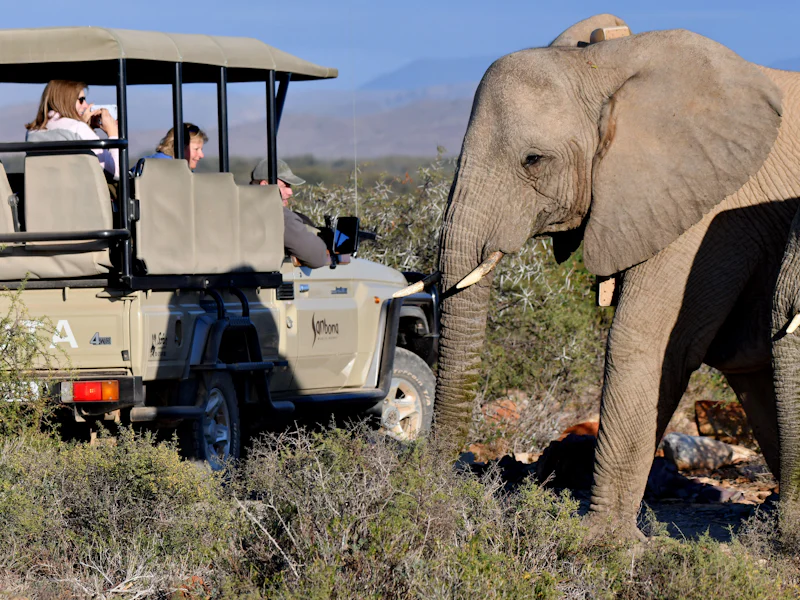 HotelSuedafrikaSanbonaElefant