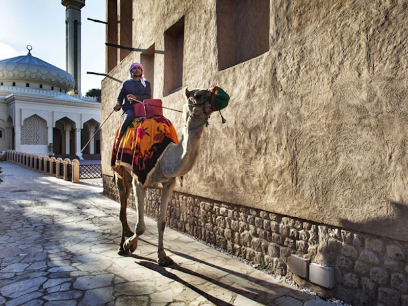DubaiOld Dubai Camel
