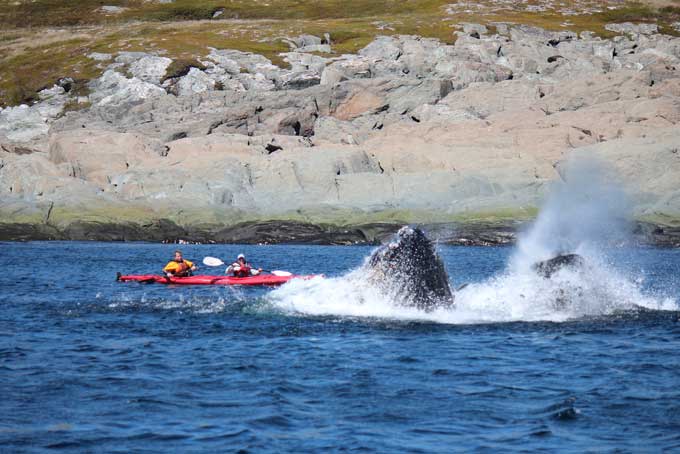 NewfoundlandQuirponLighthouseInn8