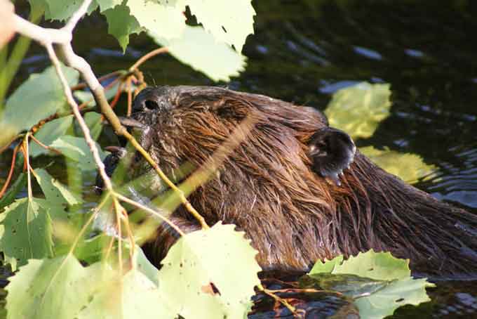 HotelQuebecHotelSacacomie1