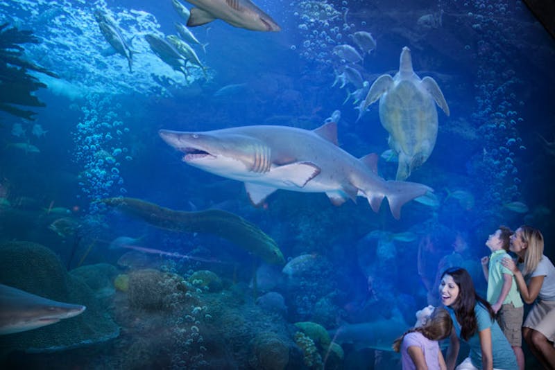 FloridaTampaAquarium Sandshark