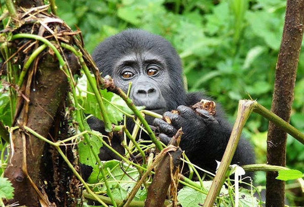 UgandaBwindi Forest Baby Gorilla