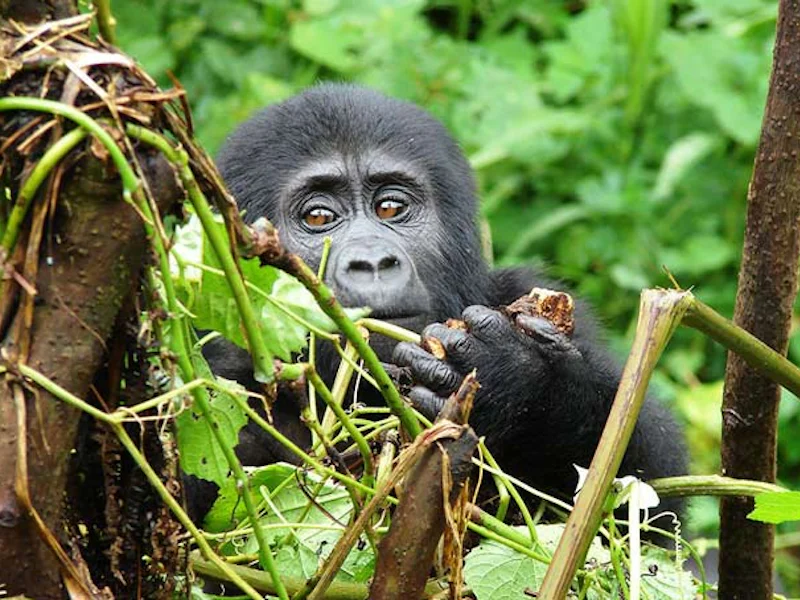 UgandaBwindi Forest Baby Gorilla