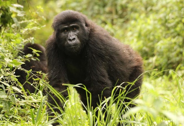 UgandaBwindi Forest Gorilla