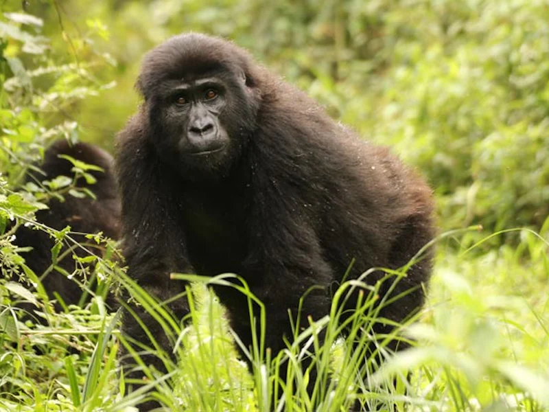 UgandaBwindi Forest Gorilla