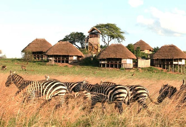 UgandaKidepo Valley Zebras