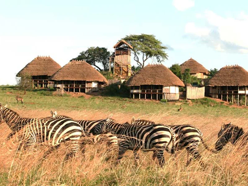 UgandaKidepo Valley Zebras