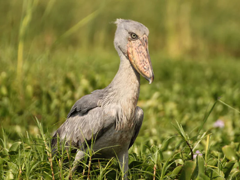 UgandaSemliki Shoebill