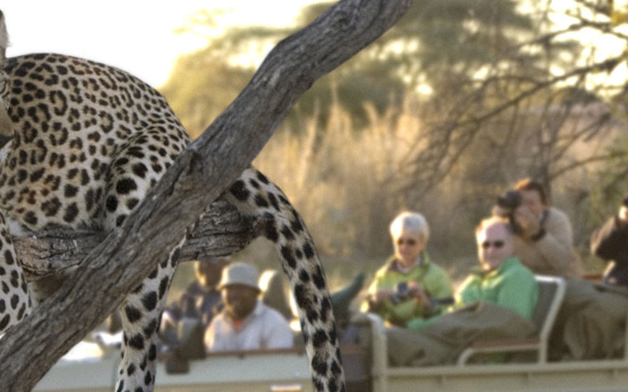 NamibiaTeaser Leopard